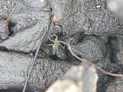 Isotomurus palustris