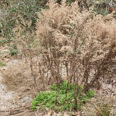 Eupatorium compositifolium