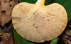 Pseudofistulina radicata