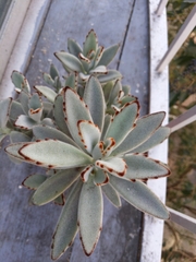 Kalanchoe tomentosa