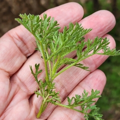 Eupatorium compositifolium
