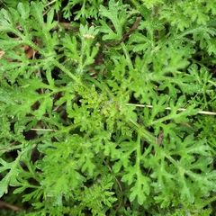 Eupatorium compositifolium