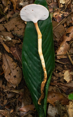Pseudofistulina radicata