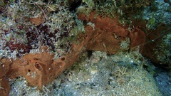 Spirastrella hartmani