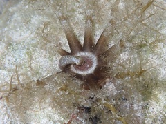 Parathyone surinamensis image
