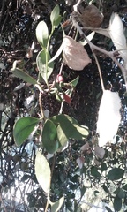 Loranthaceae
