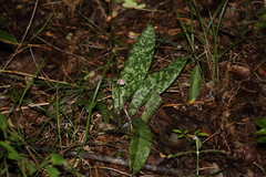Eulophia maculata