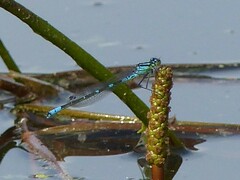 Coenagrion lunulatum