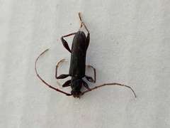 Callidiopis scutellaris