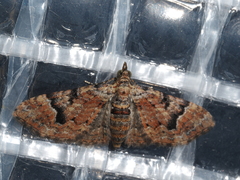 Mnesiloba eupitheciata