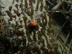 Calliostoma gloriosum