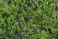 Sherardia arvensis