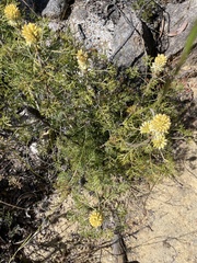 Petrophile canescens