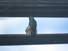 Anthracothorax prevostii