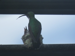 Anthracothorax prevostii