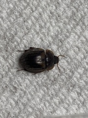 Sperchopsis tessellata