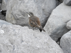 Cinclodes