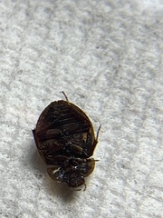 Sperchopsis tessellata