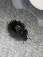 Sperchopsis tessellata