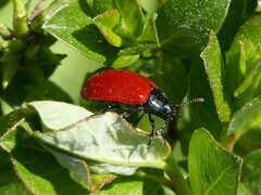 Chrysomela populi