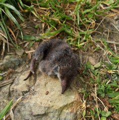 Crocidura russula