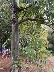 Eucalyptus deglupta