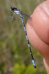 Coenagrion johanssoni