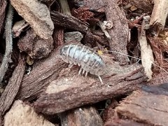 Armadillidium vulgare