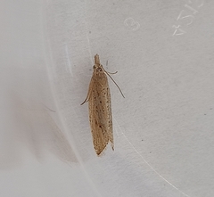 Bactra noteraula