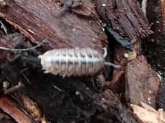 Armadillidium vulgare