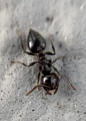 Crematogaster ashmeadi