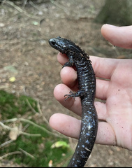 Ambystoma