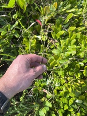 Dicliptera sexangularis