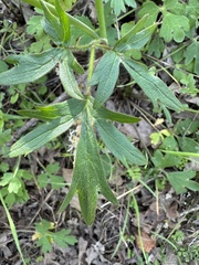 Ranunculus californicus