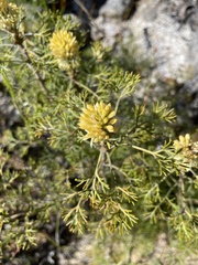 Petrophile canescens
