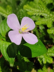 Arthrostemma ciliatum