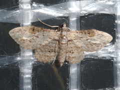 Sigilliclystis insigillata