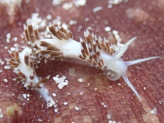 Flabellina dushia