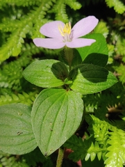 Arthrostemma ciliatum