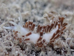 Flabellina dushia