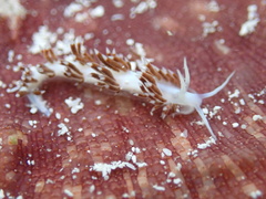 Flabellina dushia