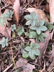 Potentilla simplex