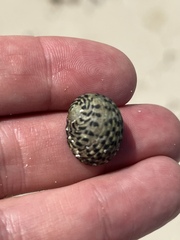 Nerita tessellata