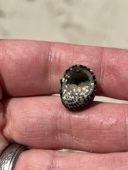 Nerita tessellata