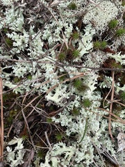 Cladonia caroliniana