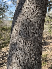 Quercus laceyi