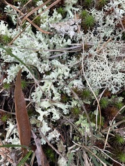 Cladonia caroliniana