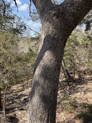 Quercus laceyi