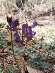 Astragalus nothoxys