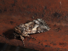 Spodoptera umbraculata